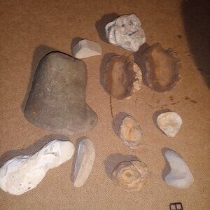All Prehistoric Fossils/Artifacts/Chert for Sale